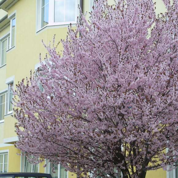 Prunus cerasifera 'Nigra': Bild 4/9 Prunus cerasifera 'Nigra': Bild 4/9