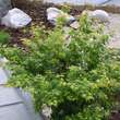 Acer palmatum 'Coonara Pygmy': Bild 7/7