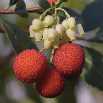 Arbutus unedo