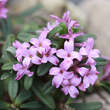 Daphne susannae 'Anton Fahndrich': Bild 1/1