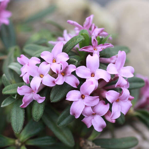Daphne susannae 'Anton Fahndrich': Bild 1/1 Daphne susannae 'Anton Fahndrich': Bild 1/1
