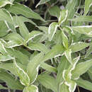 Diervilla sessilifolia 'Cool Splash' - Buntlaubiges Buschgeißblatt