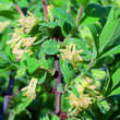 Lonicera caerulea kamtschatica: Bild 2/3