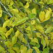 Maclura pomifera: Bild 7/11