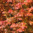 Acer palmatum 'Coonara Pygmy': Bild 3/7