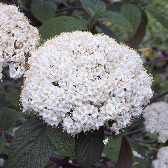 Viburnum rhytidophyll. 'Willowwood'