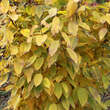 Carpinus cordata: Bild 5/6