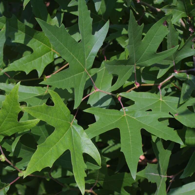 Orientalische Säulenplatane Platanus orientalis 'Minaret'