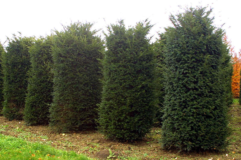 fagus rohan Fagus sylvatica 'Rohan Obelisk'  Majestic Trees