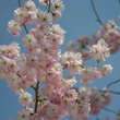 Prunus 'Accolade': Bild 5/8