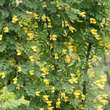 Caragana arborescens: Bild 5/6