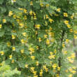 Caragana arborescens: Bild 5/6