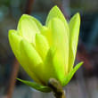 Magnolia 'Goldstar': Bild 1/9