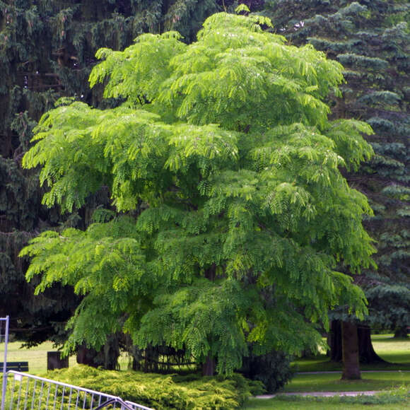 Gymnocladus dioica: Bild 1/12 Gymnocladus dioica: Bild 1/12