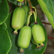 Actinidia arguta 'Ambrosia' (W): Bild 1/3