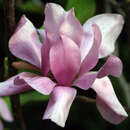 Großblumige Magnolie - Magnolia 'Vulcan'