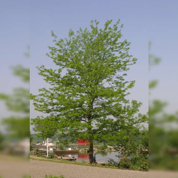 Gleditsia triacanthos 'Skyline': Bild 5/9