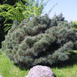 Pinus pumila 'Glauca': Bild 1/4