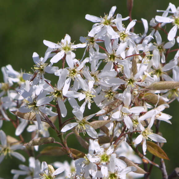Amelanchier lamarckii: Bild 1/7 Amelanchier lamarckii: Bild 1/7