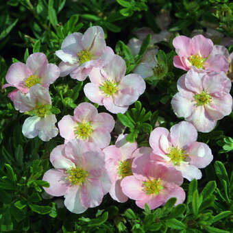 Potentilla fruticosa 'Lovely Pink'