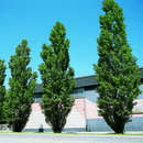 Populus nigra 'Italica' - Pyramidenpappel