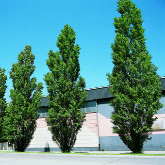 Populus nigra 'Italica'