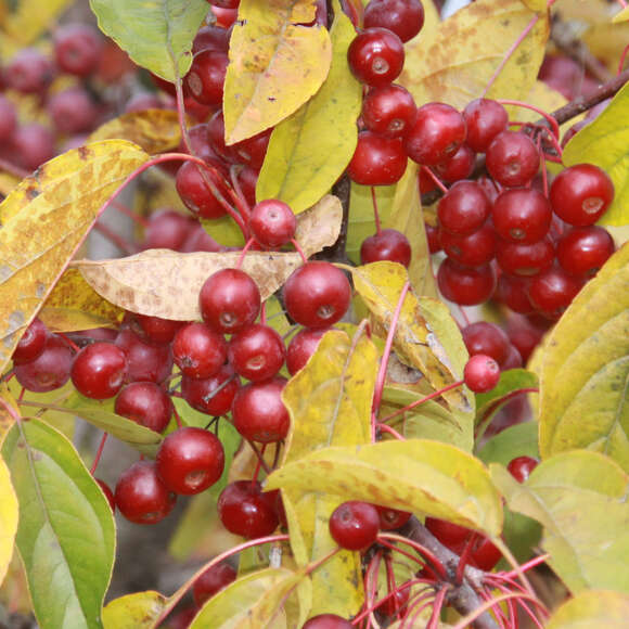 Malus 'Calocarpa': Bild 4/8