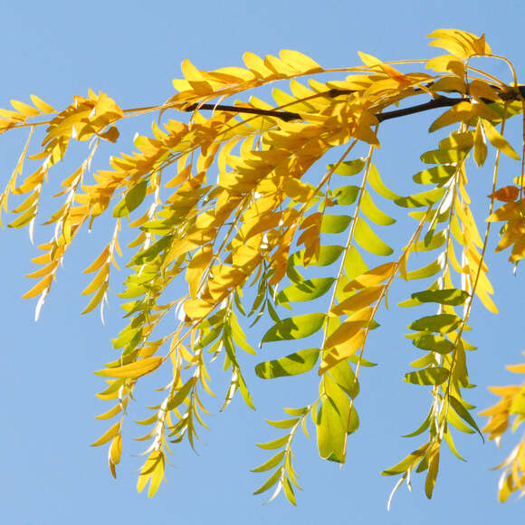 Gleditsia triacanthos 'Skyline': Bild 2/9