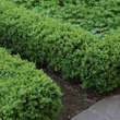 Buxus sempervirens 'Blauer Heinz': Bild 5/9