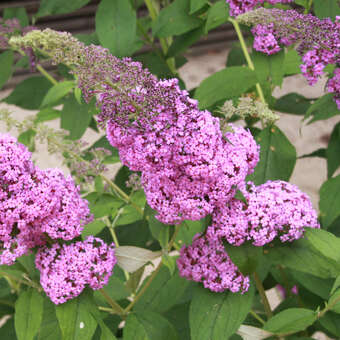 Buddleja davidii 'Reve de Papillon'