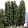 Populus nigra 'Italica': Bild 3/3