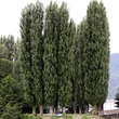 Populus nigra 'Italica': Bild 3/3