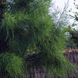 Taxodium distichum 'Nutans': Bild 2/3