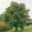 Aesculus carnea 'Briotii': Bild 1/6