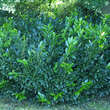 Prunus laurocerasus 'Van Nes': Bild 1/6