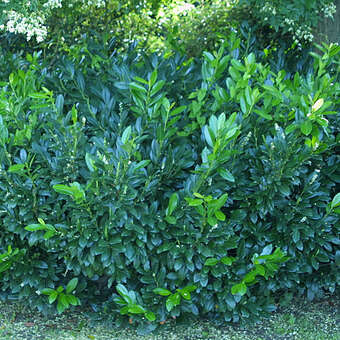 Prunus laurocerasus 'Van Nes'