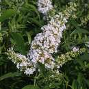 Buddleja davidii 'White Bouquet' - Sommerflieder