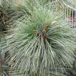 Pinus schwerinii 'Wiethorst': Bild 2/2