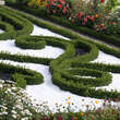 Buxus sempervirens 'Blauer Heinz': Bild 6/9