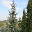 Cedrus libani 'Sargentii': Bild 2/2