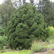 Picea abies 'Ohlendorffii': Bild 4/4