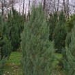 Juniperus chinensis 'Spartan': Bild 4/4
