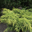 Juniperus pfitzeriana 'Gold Star': Bild 3/4