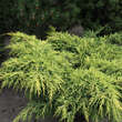 Juniperus pfitzeriana 'Gold Star': Bild 2/4