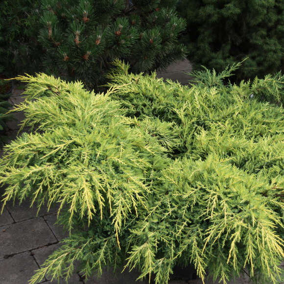 Juniperus pfitzeriana 'Gold Star': Bild 2/4 Juniperus pfitzeriana 'Gold Star': Bild 2/4