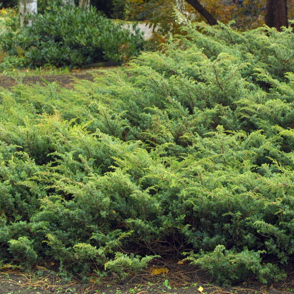 Juniperus communis 'Hornibrookii': Bild 2/2 Juniperus communis 'Hornibrookii': Bild 2/2