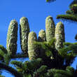 Abies numidica: Bild 2/2