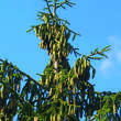 Picea orientalis: Bild 5/10