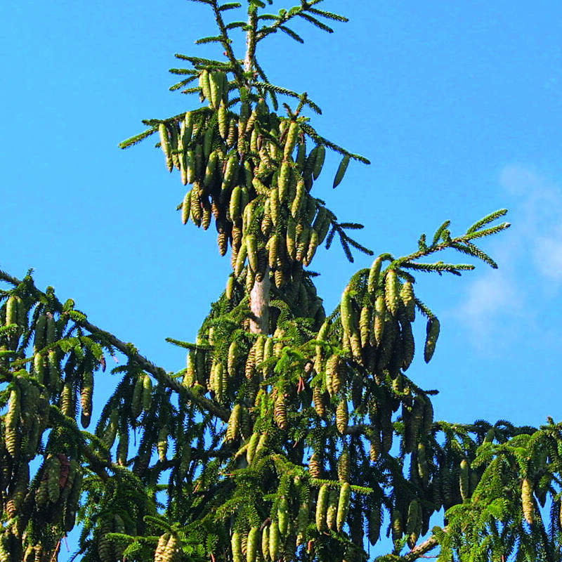 Orientalische Fichte Picea orientalis
