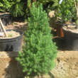 Picea glauca 'Zuckerhut': Bild 3/3